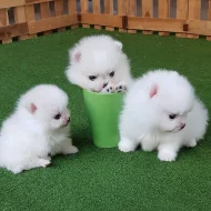 Pomeranian štěňata